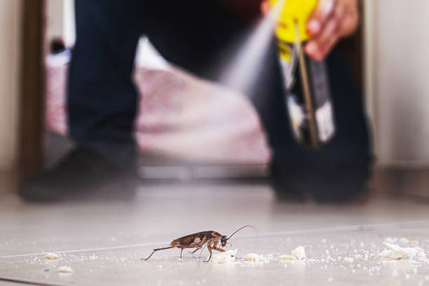 Flea Control Services in Wabasso Beach, FL