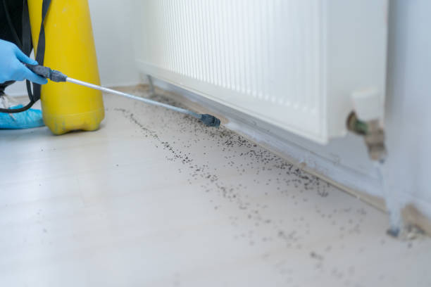 Professional Pest Control in Wabasso Beach, FL