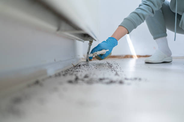 Wasp Removal Services in Wabasso Beach, FL